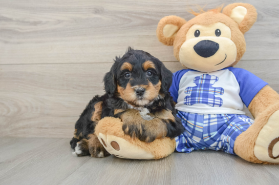 Adorable Mini Berniedoodle Poodle Mix Puppy