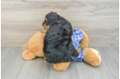 Best Mini Bernedoodle Baby