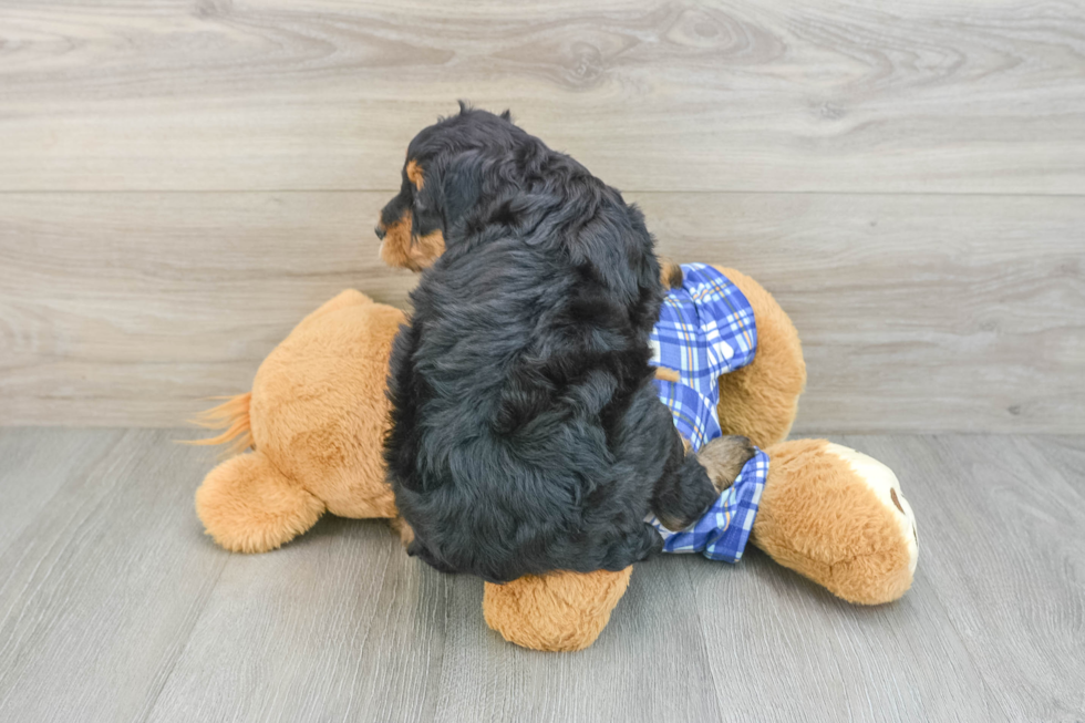Best Mini Bernedoodle Baby