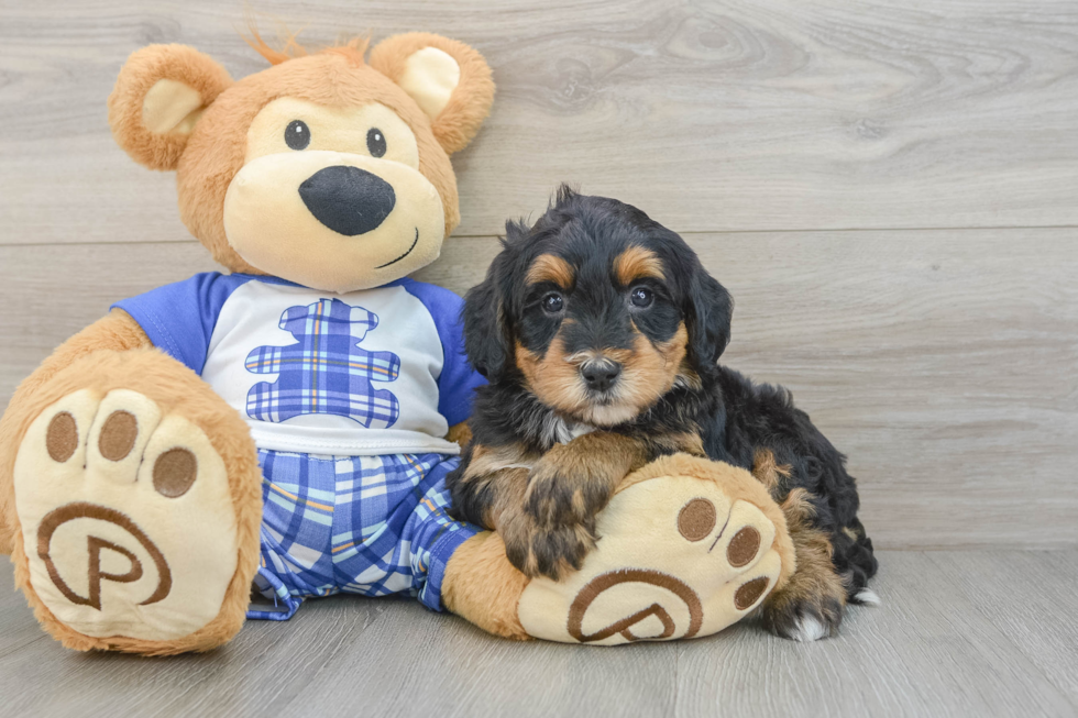 Mini Bernedoodle Pup Being Cute