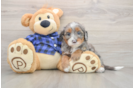 Mini Bernedoodle Puppy for Adoption