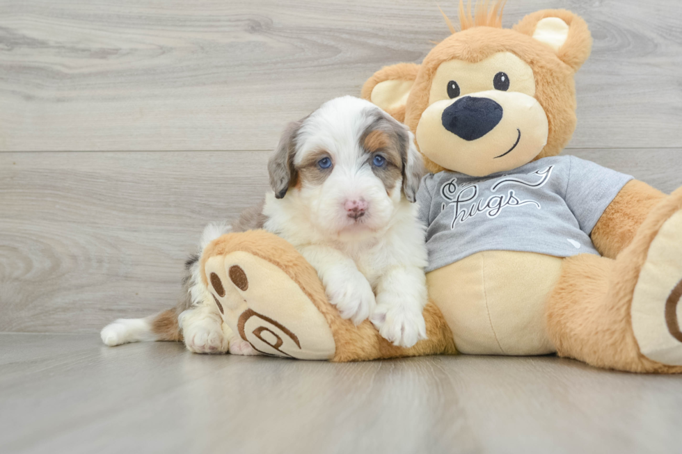 Energetic Mini Bernepoo Poodle Mix Puppy