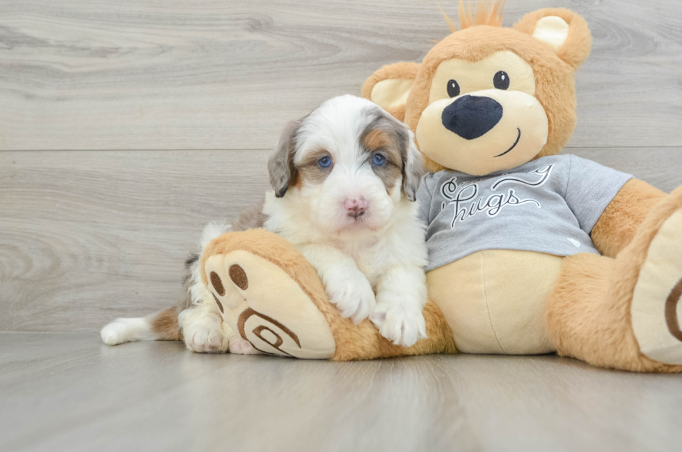 5 week old Mini Bernedoodle Puppy For Sale - Premier Pups