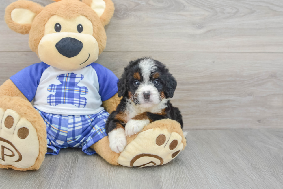 Hypoallergenic Bernadoodle Poodle Mix Puppy