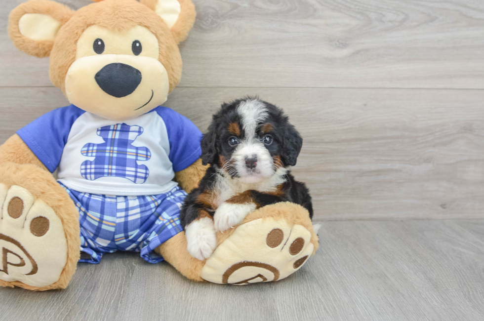 5 week old Mini Bernedoodle Puppy For Sale - Premier Pups