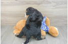 Mini Bernedoodle Puppy for Adoption