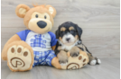 Best Mini Bernedoodle Baby