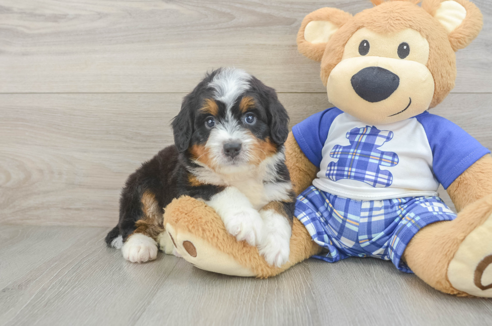 5 week old Mini Bernedoodle Puppy For Sale - Premier Pups