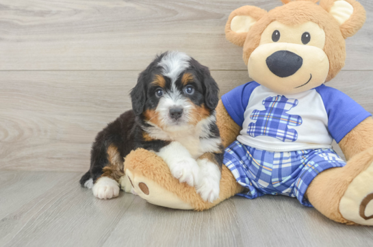 Fluffy Mini Bernedoodle Poodle Mix Pup