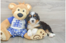 Friendly Mini Bernedoodle Baby