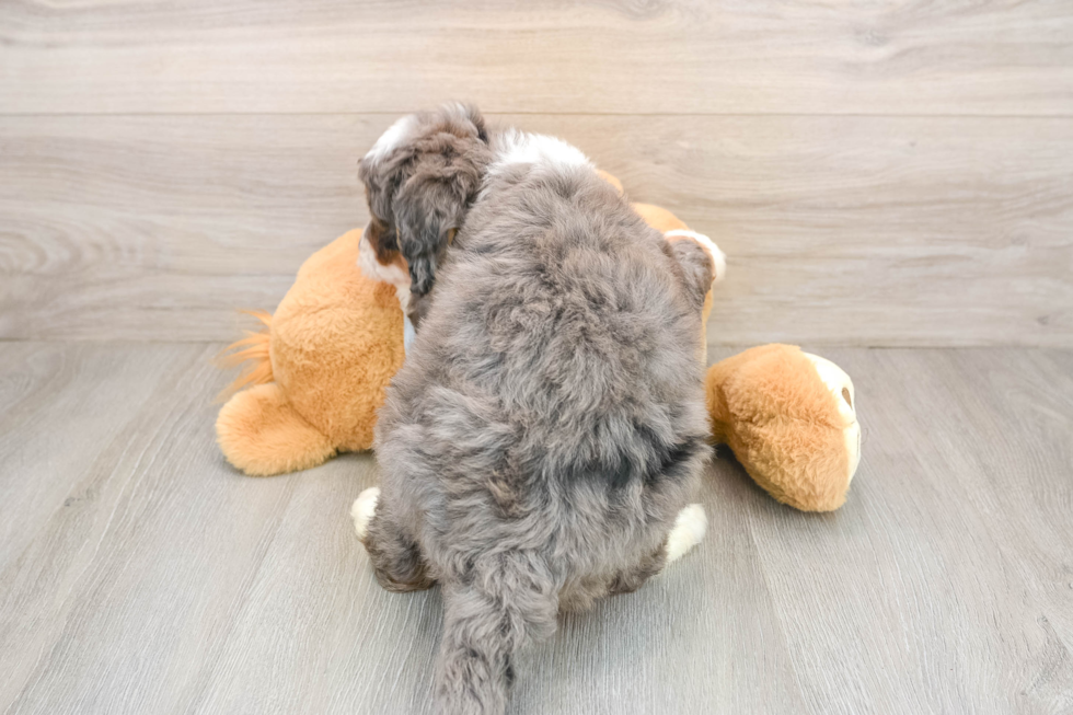 Mini Bernedoodle Puppy for Adoption