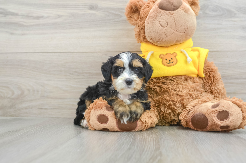 7 week old Mini Bernedoodle Puppy For Sale - Premier Pups