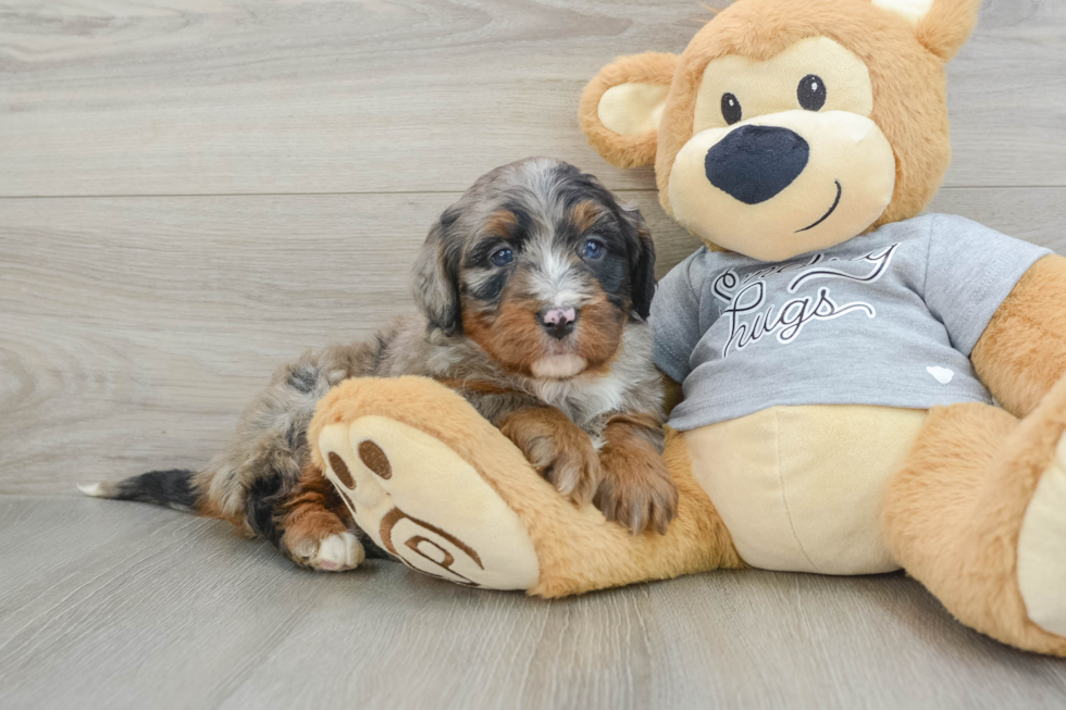 Happy Mini Bernedoodle Baby