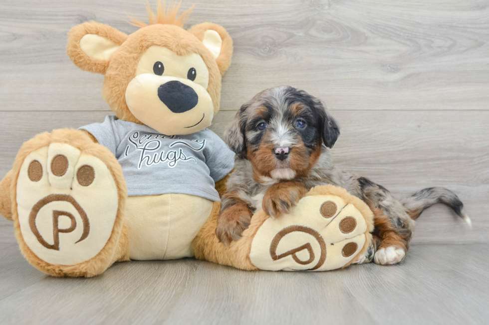 Small Mini Bernedoodle Baby