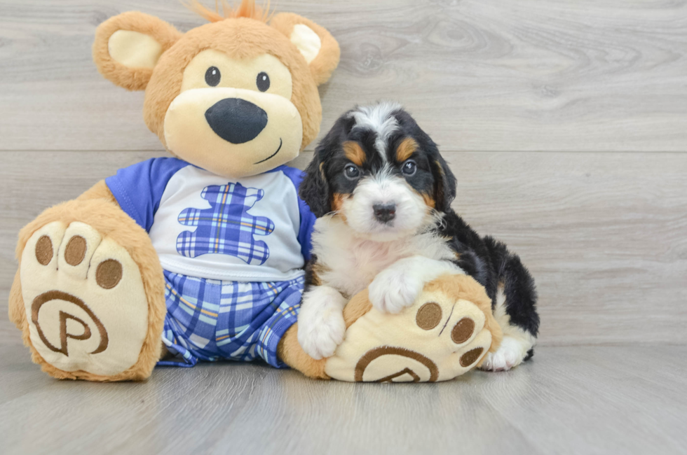 5 week old Mini Bernedoodle Puppy For Sale - Premier Pups