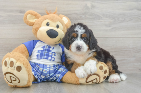 Mini Bernedoodle Puppy for Adoption