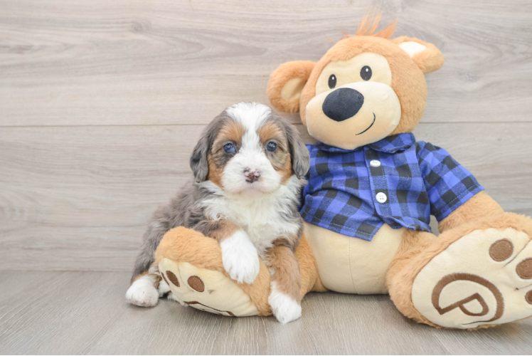 Best Mini Bernedoodle Baby