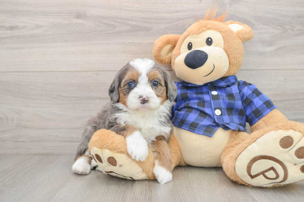 Best Mini Bernedoodle Baby
