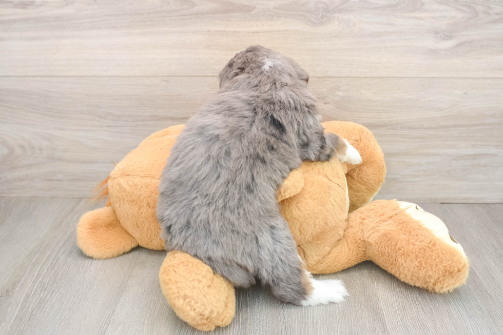 Playful Bernadoodle Poodle Mix Puppy