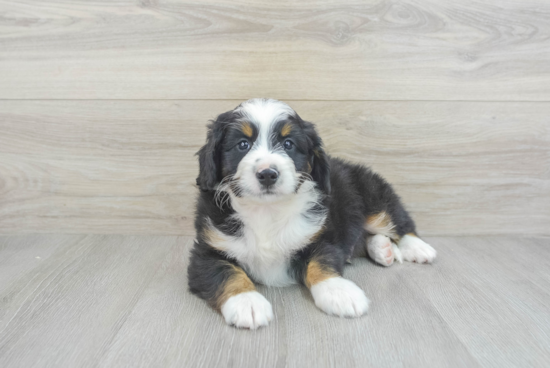 Mini Bernedoodle Pup Being Cute