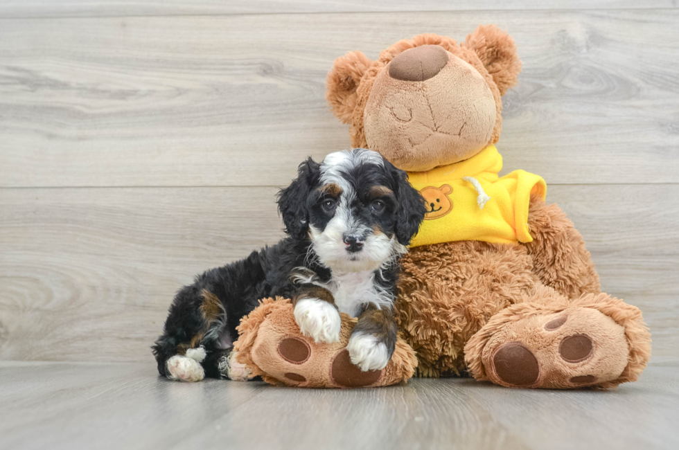 7 week old Mini Bernedoodle Puppy For Sale - Premier Pups