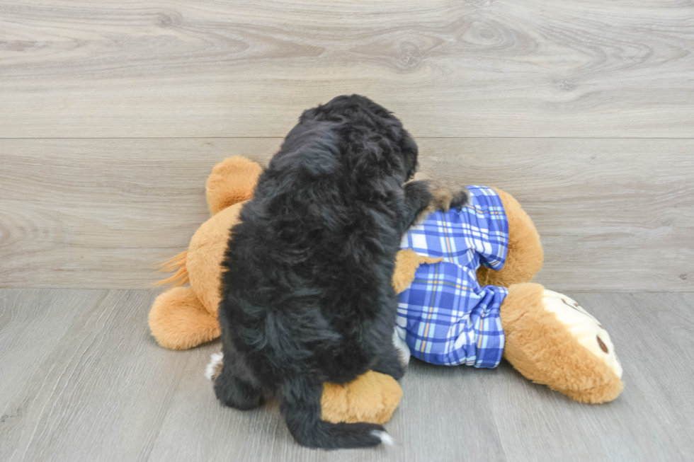 Happy Mini Bernedoodle Baby