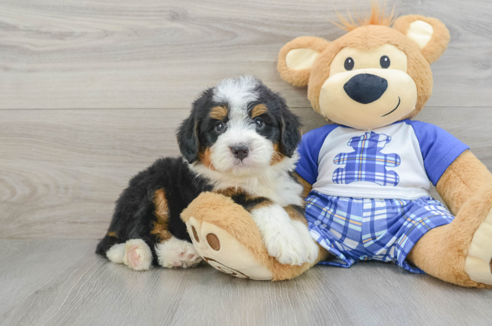 5 week old Mini Bernedoodle Puppy For Sale - Premier Pups