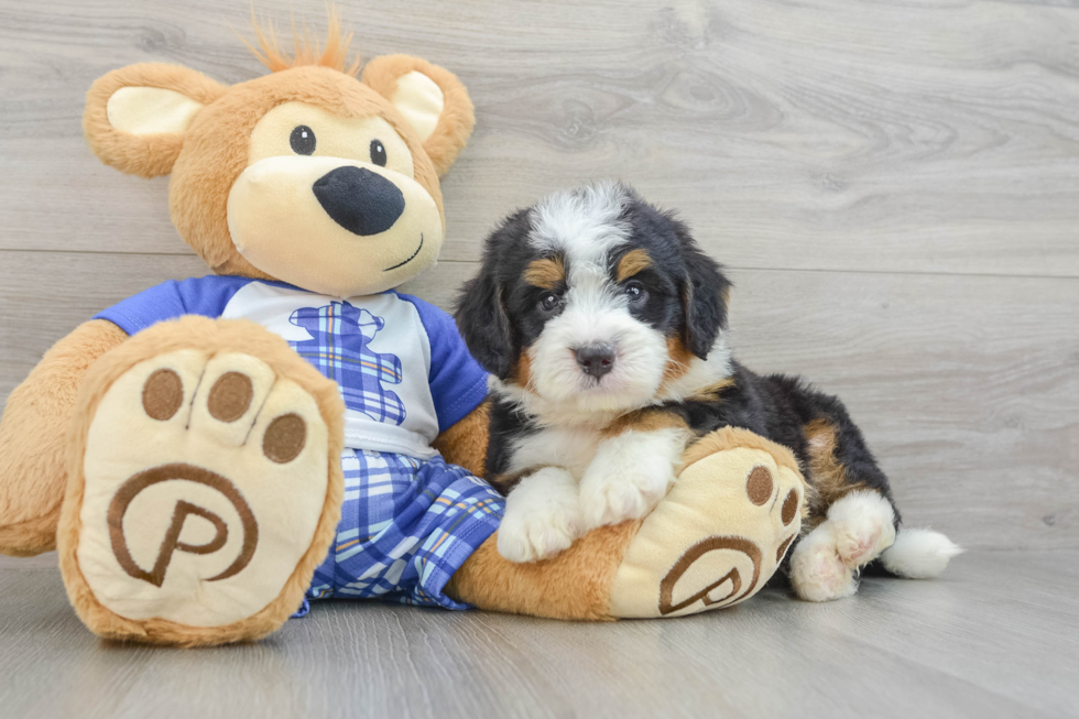 Cute Mini Bernedoodle Baby