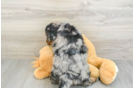 Mini Bernedoodle Pup Being Cute