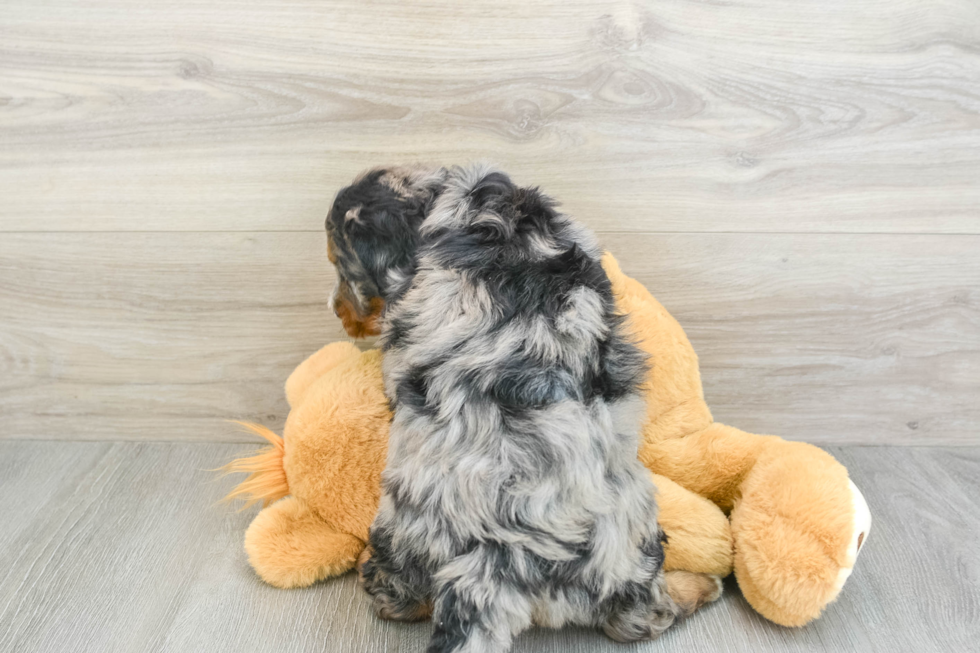 Mini Bernedoodle Pup Being Cute