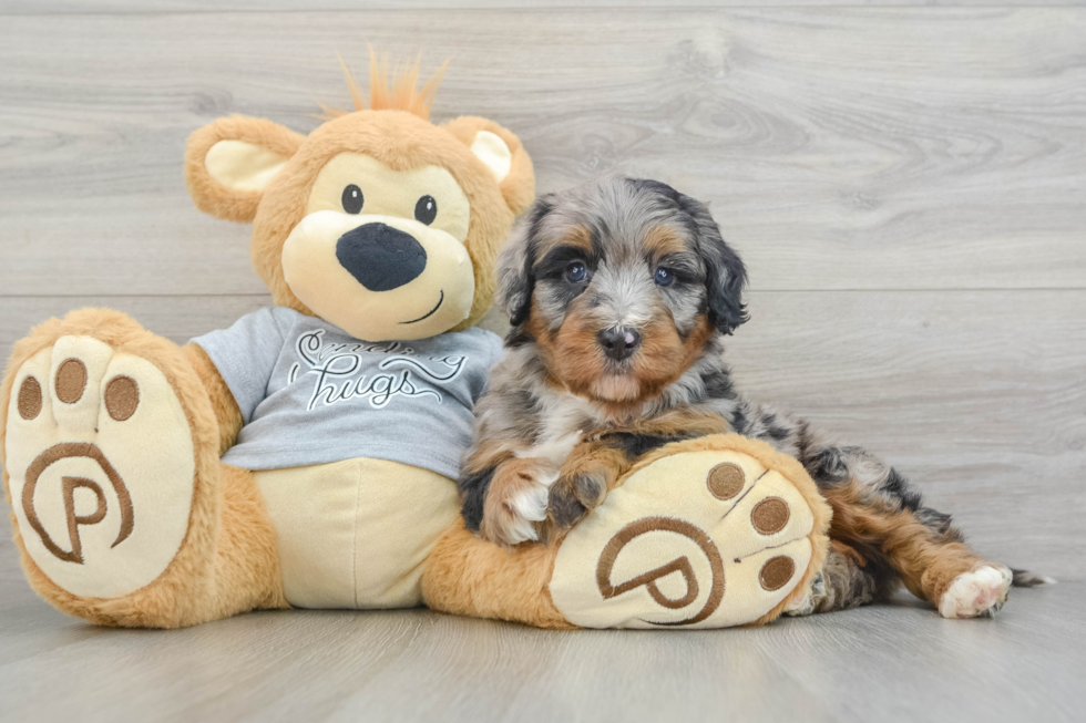 Mini Bernedoodle Pup Being Cute