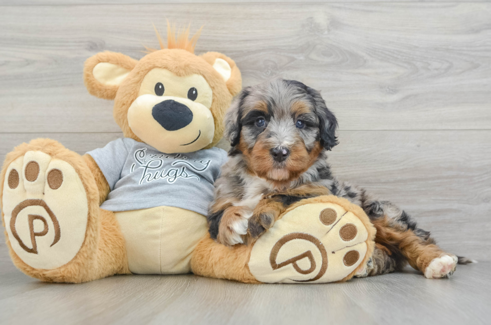 5 week old Mini Bernedoodle Puppy For Sale - Premier Pups