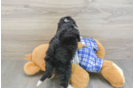 Mini Bernedoodle Puppy for Adoption