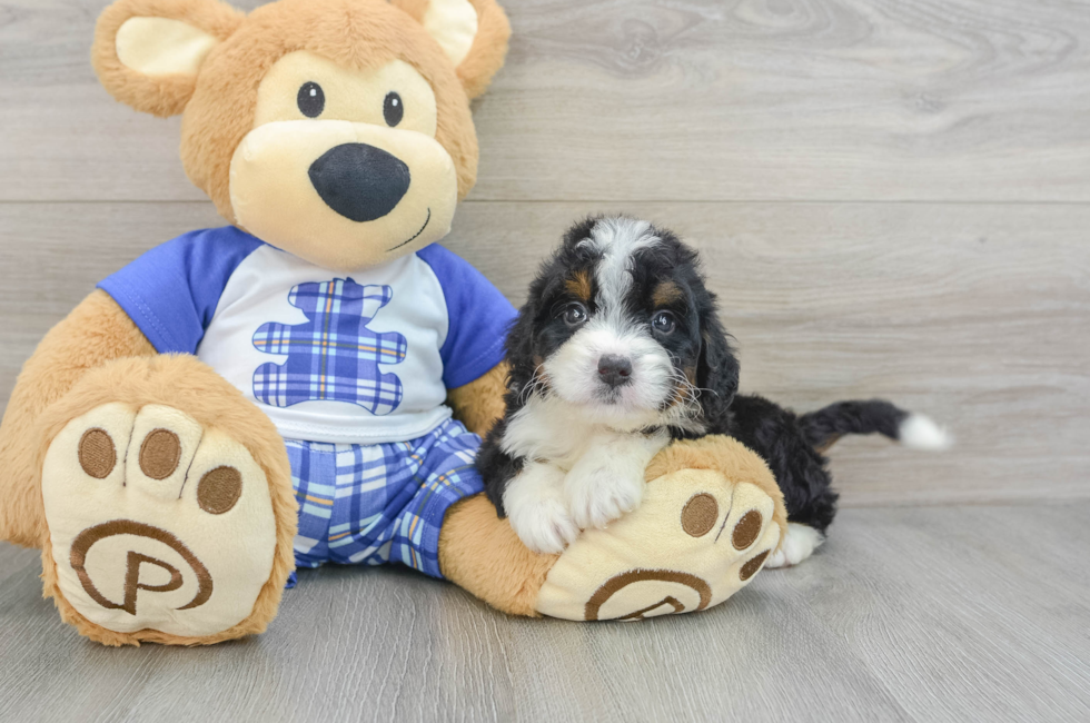 5 week old Mini Bernedoodle Puppy For Sale - Premier Pups