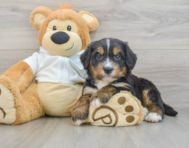 7 week old Mini Bernedoodle Puppy For Sale - Premier Pups