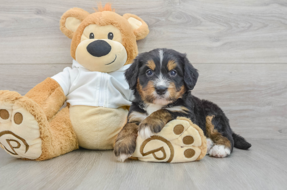 5 week old Mini Bernedoodle Puppy For Sale - Premier Pups