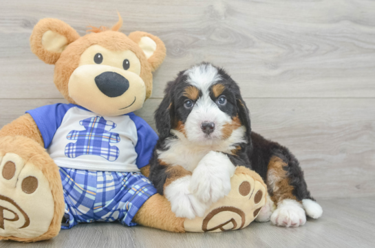 Happy Mini Bernedoodle Baby