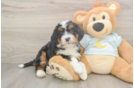 Energetic Mini Bernepoo Poodle Mix Puppy