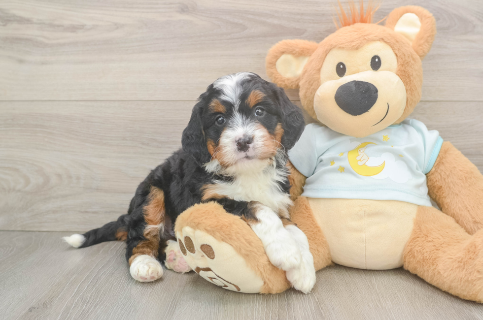 5 week old Mini Bernedoodle Puppy For Sale - Premier Pups