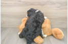 Best Mini Bernedoodle Baby