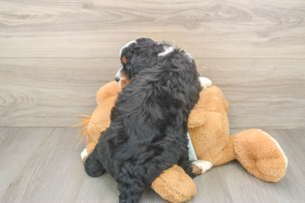 Best Mini Bernedoodle Baby