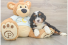 Friendly Mini Bernedoodle Baby