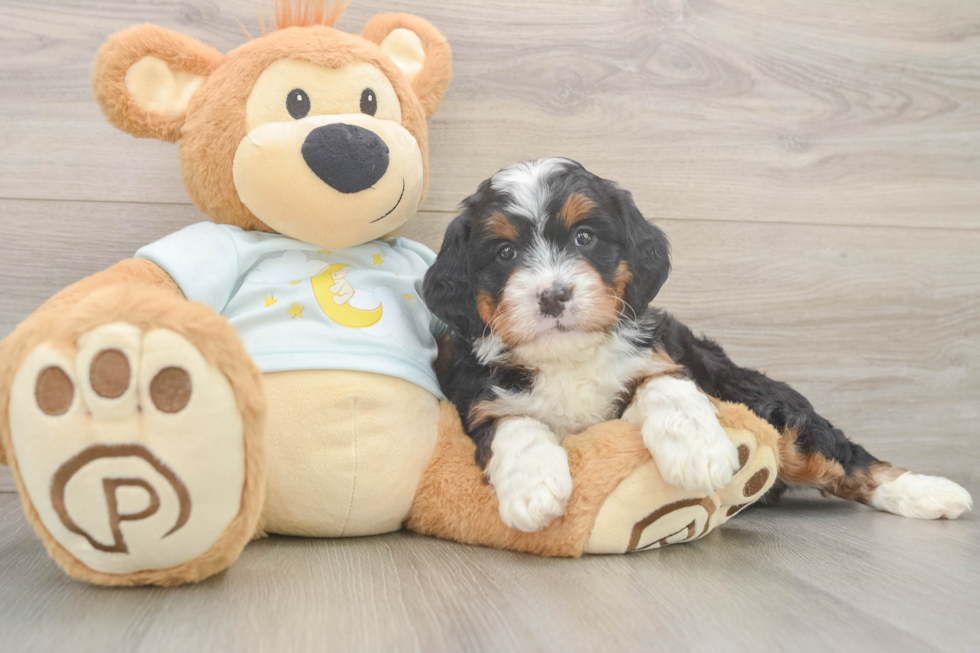 Friendly Mini Bernedoodle Baby