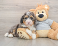 7 week old Mini Bernedoodle Puppy For Sale - Premier Pups