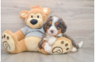 Funny Mini Bernedoodle Poodle Mix Pup