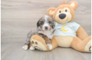 Playful Mini Bernesepoo Poodle Mix Puppy