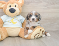 7 week old Mini Bernedoodle Puppy For Sale - Premier Pups