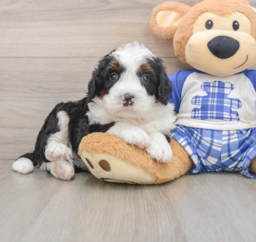 7 week old Mini Bernedoodle Puppy For Sale - Premier Pups