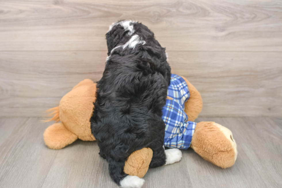 Fluffy Mini Bernedoodle Poodle Mix Pup