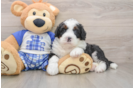 Adorable Bernese Doodle Poodle Mix Puppy